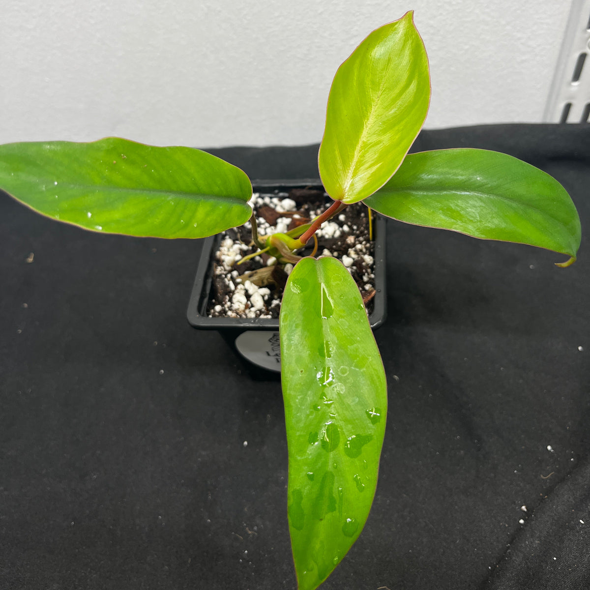 Philodendron mayoi