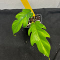 Philodendron mayoi