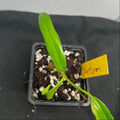 Philodendron tortum