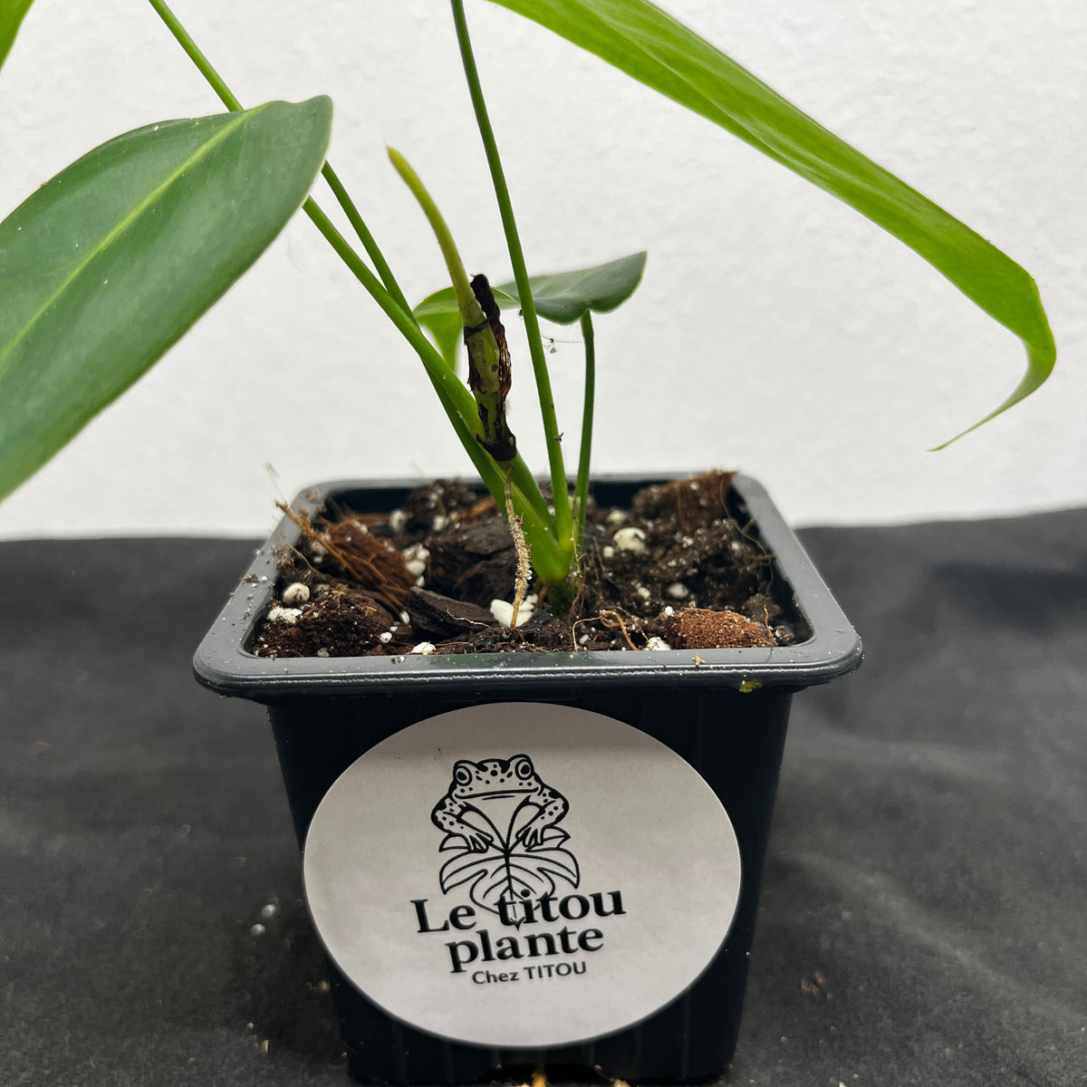 Philodendron sharoniae