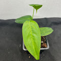 Philodendron sharoniae