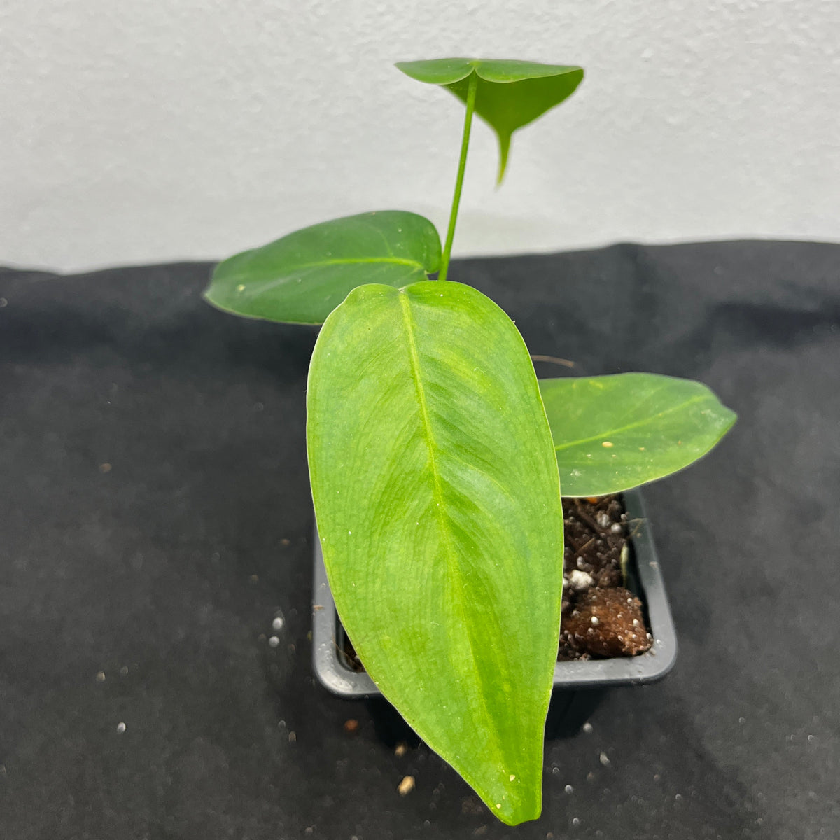 Philodendron sharoniae