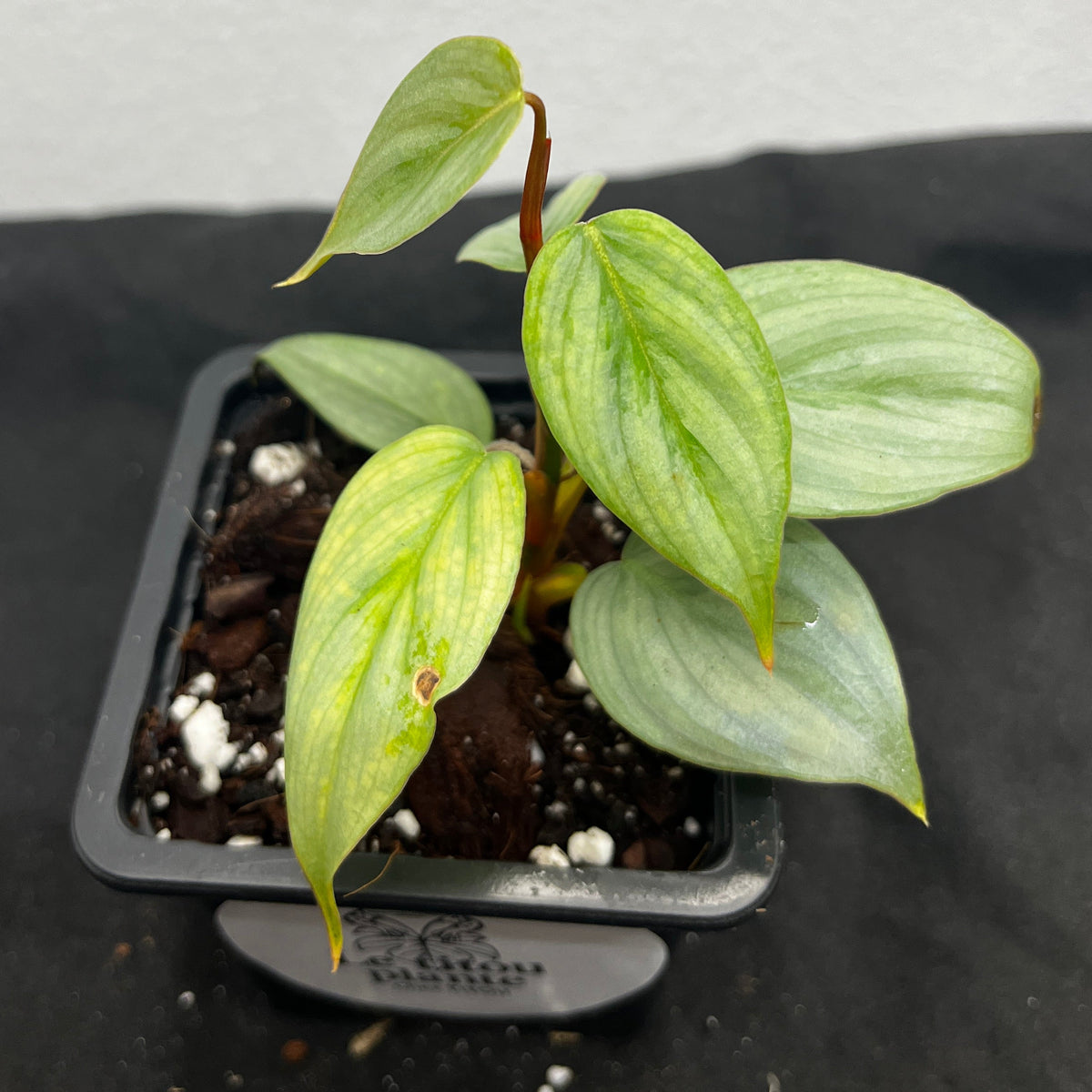 Philodendron sideroi